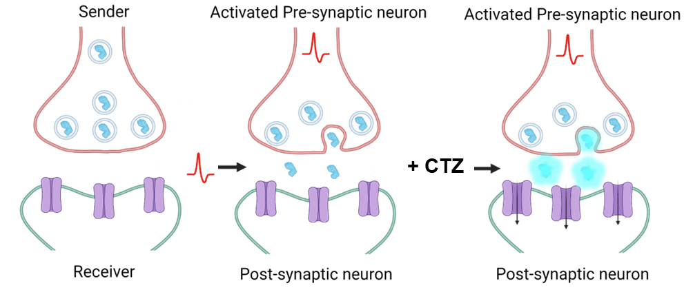 Interluminescence illuustration